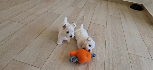 West Highland White Terrier - Amanda