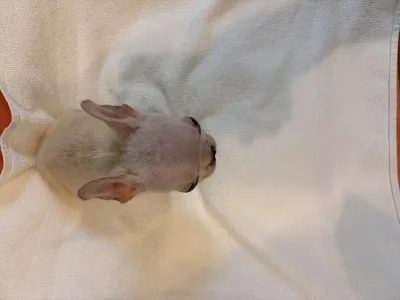 Französische Bulldogge - Platinum 