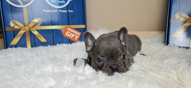 French Bulldog - Zénó 