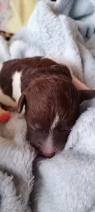 Lagotto Romagnolo - Lagotto Passion Belle Amie Margot 