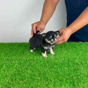 Chihuahua - Lillemor