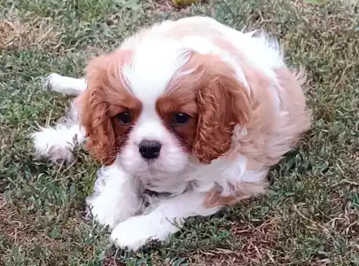 Cavalier king Charles spaniel - Peter Pan