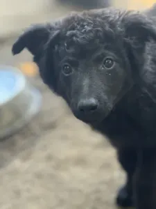 Mudi - Azúrkék-ragyogás Szorgos