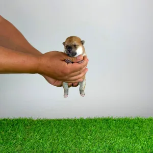 Shiba - Sachi
