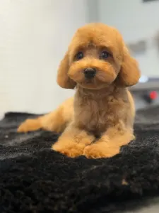 Pudeli de jucarie si pitici - Tigi  (toy/klein Dwarf)