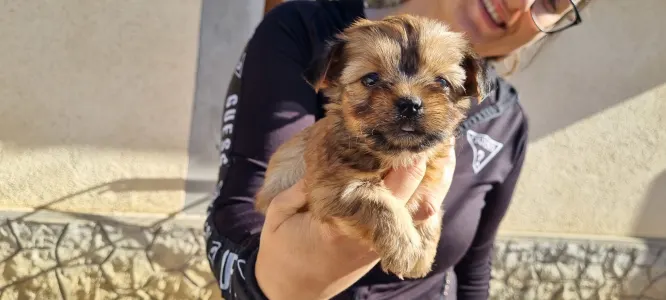 Biewer Terrier - Mira