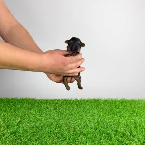 Yorkshire Terrier - Petty