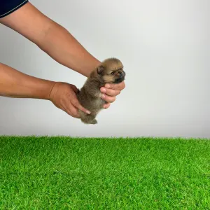 Pomeranian - Tompson