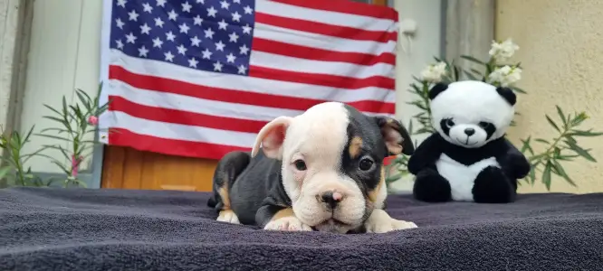 American Bully - Pocket - Malekith