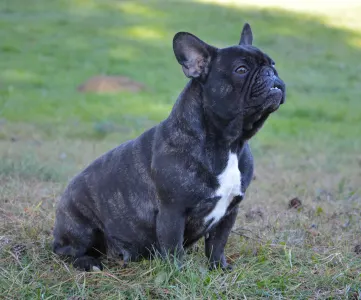 French Bulldog - Iron County Xia