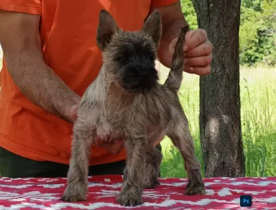Cairn Terrier - Gilia