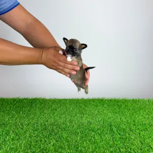 Chihuahua - Kimi