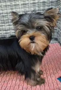 Yorkshire Terrier - Taboo (kisméretű / Small Size)