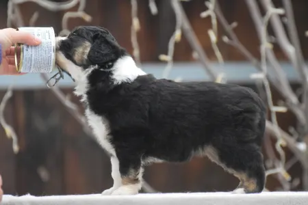 Miniature American Shepherd - Winstead Ode To The Western Sky
