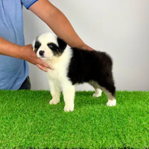 Australian Shepherd - Grisu