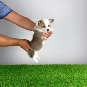 Welsh Corgi Pembroke - Chita