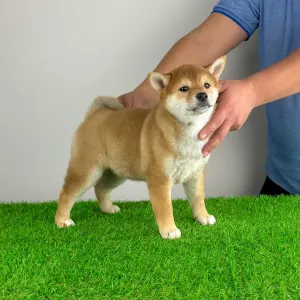 Shiba - Jana