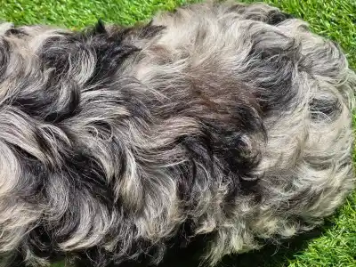 Cavapoo - Merida