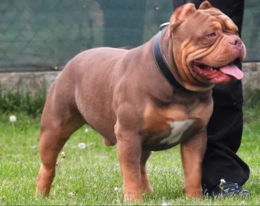 American Bully - Pocket - Ghostface Fighters Kennel
