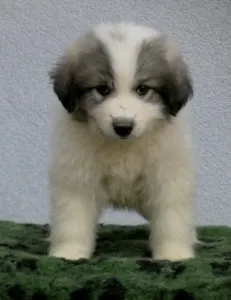 Pyrenean Mountain Dog - Candybelldream Elvis