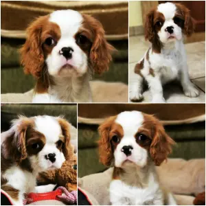 Cavalier King Čarles Španiel - Qadry