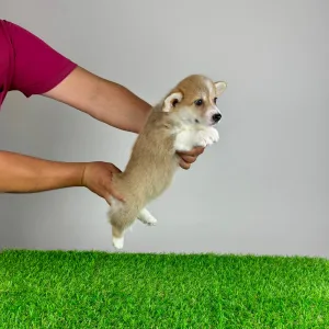 Pembroke Welsh Corgi - Paws