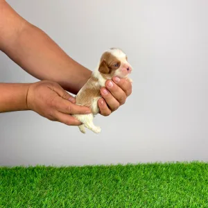 Cavalier King Charles Spaniel - Franky