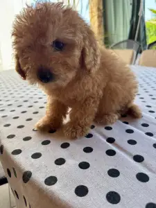 Poodle Toy - Toby