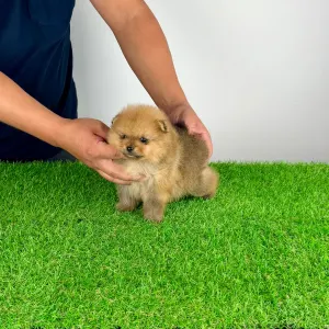 Pomeranian - Texus