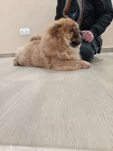 Chow Chow - La Casa De Chow Dior 