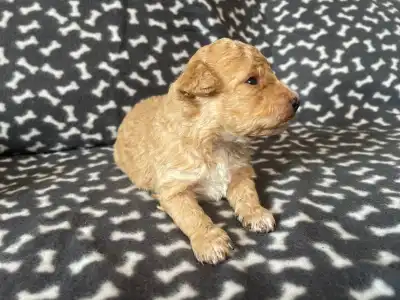 Trpasličí pudl - Domian