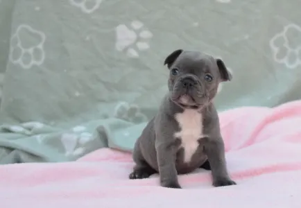 Francouzský buldoček - Milady