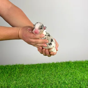 Berger australien - Clou