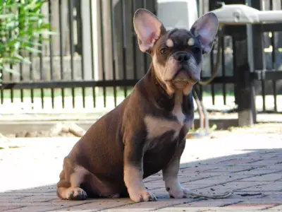 French Bulldog - Daniel