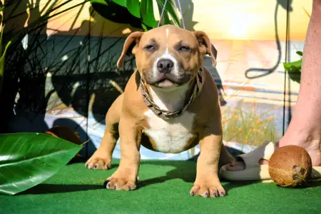 Amerikai Bully - Pocket - Bbb.szimba