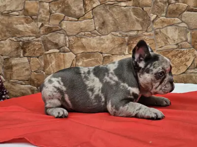 Bouledogue français - Bianka