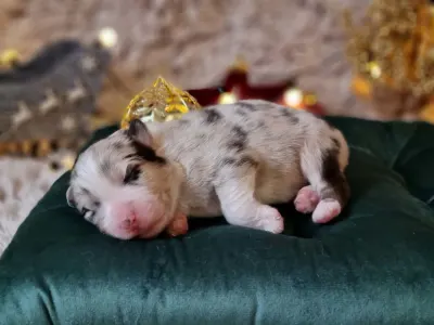 Australský ovčák - Diarmuid