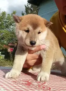 Shiba - Scamp Crowd Fantana