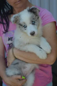 Border Collie - Zöld Nyakörv/ Slate Merle Szuka