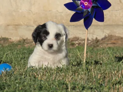 Tibeti terrier - Ju 
