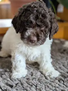 Romagna Water Dog - Ürömi Szarvasgombász Ignazio