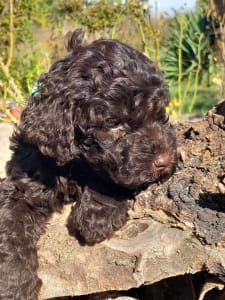 Lagotto Romagnolo - Aladár