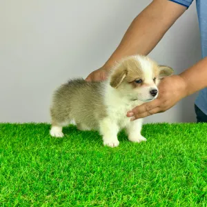 Welsh Corgi Pembroke - Senex