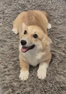 Welsh Corgi Pembroke - Dodo