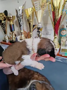 Moskiewski pies stróżujący - Egresvölgyi Maksim 