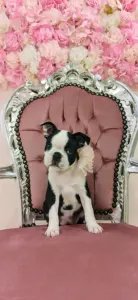 Boston Terrier - Harley