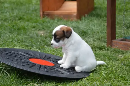 Jack Russell Terrier - Aicha