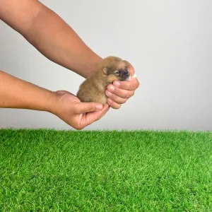 Pomeranian - Rini