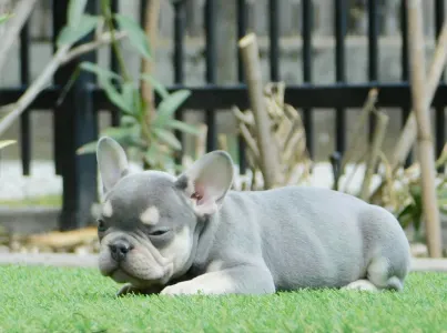 Bulldog francese - Loki