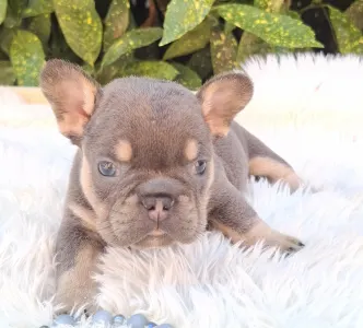 Francia bulldog - Donnie